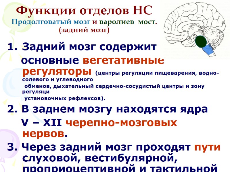 Функции отделов НС Продолговатый мозг и варолиев  мост. (задний мозг) Задний мозг содержит